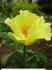 tibet-rose5
