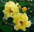 tibet-rose1