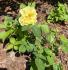 tibet-rose4