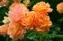 westerland5