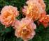 westerland4