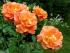 westerland1