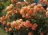 westerland3