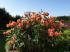westerland2
