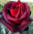barcarolle_1125393118