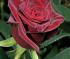 black-bacara1