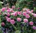 wisley5