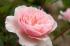 wisley4