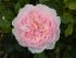 wisley1