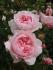 wisley2