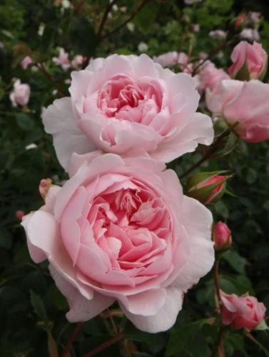wisley2