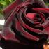 black-magic3
