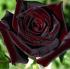 black-magic1