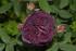 black-moss5