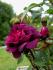 black-moss2