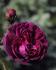 black-moss4