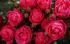 cherry-lady2