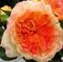 henri_delbard6