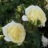 limona_4