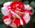 f611e063-34ef-4cad-8e31-019d0c1f26a5