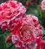 881130a7-d223-4aaf-b7f7-0e2109db4b39