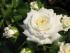 alabaster1