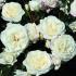 alabaster7