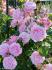 strawberry-hill4