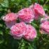 strawberry-hill1