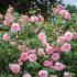 strawberry-hill2