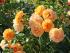 starlet-rose-lizzy3