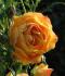 starlet-rose-lizzy2
