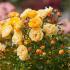 starlet-rose-lizzy1