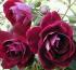 burgundy-ice1