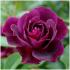 burgundy-ice-prose