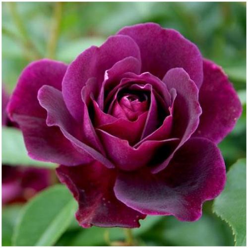 burgundy-ice-prose