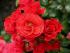 rosa-cherry-girl-3