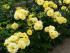 friesia_3