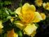 friesia_2