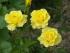 friesia_1
