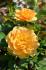 golden-years2