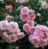home-garden3