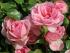 home-garden5