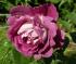 huddersfield-choral-society1