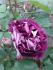 fb_img_1677183020541