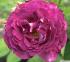 huddersfield-choral-society2