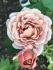 fb_img_1677182770708
