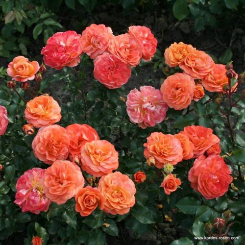 48_flo