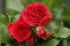 red-leonardo-da-vinchi1