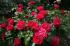 red-leonardo-da-vinchi2